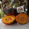 Graines de citrouille noires Hokkaido