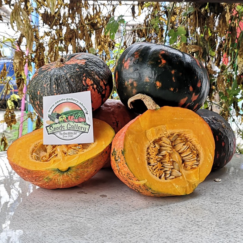 Price: €2.45 - Semi di zucca Hokkaido Neri - Seeds Gallery