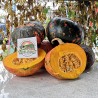 Price: €2.45 - Semi di zucca Hokkaido Neri - Seeds Gallery
