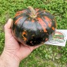 Price: €2.45 - Semințe de dovleac negre Hokkaido - Seeds Gallery