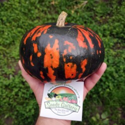 Price: €2.45 - Svarta Hokkaido pumpafrön - Seeds Gallery