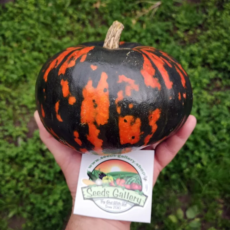 Graines de citrouille noires Hokkaido