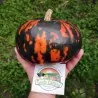 Nasiona dyni Czarne Hokkaido