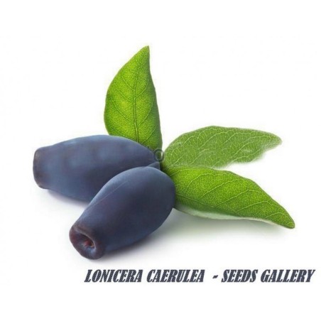 Graines de Chèvrefeuille bleu robuste -40C (Lonicera caerulea)