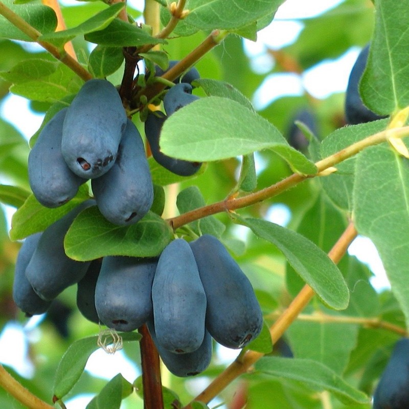 Price: €3 - Σπόροι μπλε αγιόκλημα Hardy -40C (Lonicera caerulea) - Seeds Gallery