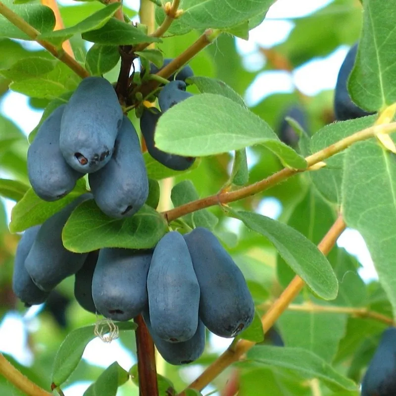Semena zimolezu sladkovodního, mrazuvzdorná -40 °C (Lonicera caerulea)