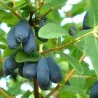 Semi Mirtillo Siberiano (Lonicera caerulea) Rustica -40C