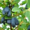 Price: €3 - Σπόροι μπλε αγιόκλημα Hardy -40C (Lonicera caerulea) - Seeds Gallery