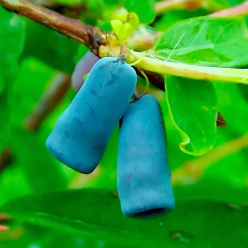 Price: €3 - Σπόροι μπλε αγιόκλημα Hardy -40C (Lonicera caerulea) - Seeds Gallery
