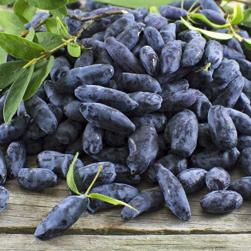 Price: €3 - Σπόροι μπλε αγιόκλημα Hardy -40C (Lonicera caerulea) - Seeds Gallery