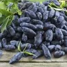 Semi Mirtillo Siberiano (Lonicera caerulea) Rustica -40C