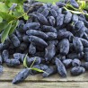 Price: €3 - Σπόροι μπλε αγιόκλημα Hardy -40C (Lonicera caerulea) - Seeds Gallery