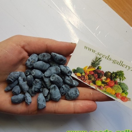 Price: €3 - Σπόροι μπλε αγιόκλημα Hardy -40C (Lonicera caerulea) - Seeds Gallery