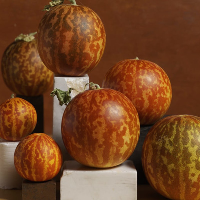 Semillas De Melon Tigre (Tigger Melon)