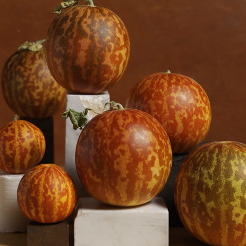 Price: €4.95 - Σπόροι Αρμενίων Πεπόνι Tigger - Seeds Gallery
