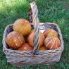 Price: €4.95 - Σπόροι Αρμενίων Πεπόνι Tigger - Seeds Gallery