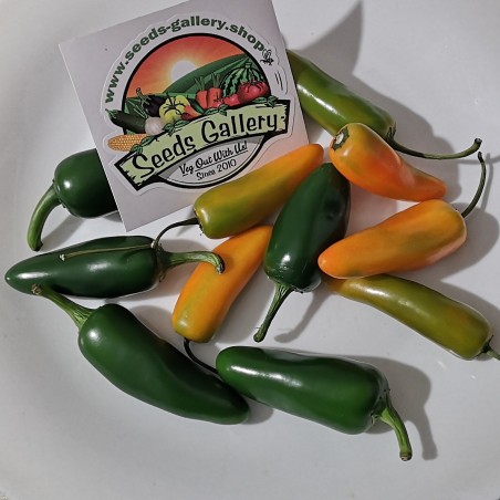 Semi Di Peperoncino 'Jalapeno M' (Capsicum annuum)