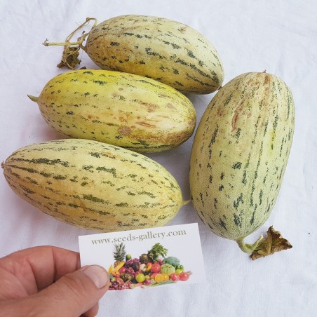 Price: €2.95 - Mirzachul, Gulabi, Torpedo Melon Seeds - Seeds Gallery