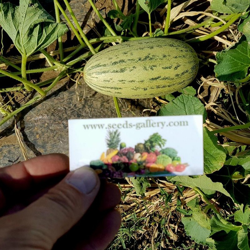Price: €2.95 - Mirzachul, Gulabi, Torpedo Melon Seeds - Seeds Gallery