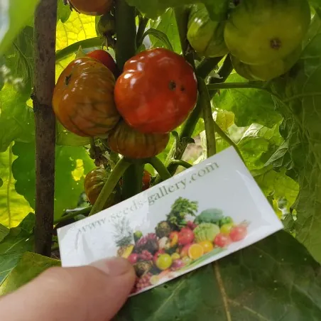Semillas be Berenjena Turco, Berenjena Etíope (Solanum aethiopicum)
