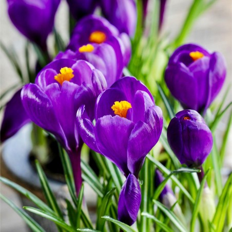 Price: €3.5 - Crocus Violette - bulbes -