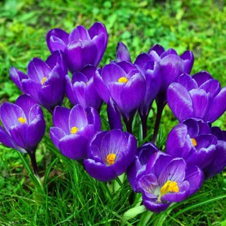 Price: €3.5 - Bulbos de Crocus Morada -