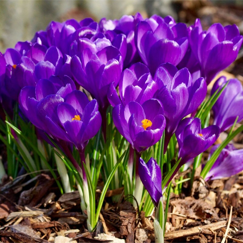 Price: €3.5 - Bulbos de Crocus Morada - 