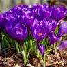 Price: €3.5 - Lila Krokus - zwiebeln - 