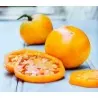 Golden Jubilee Tomaten Samen