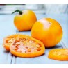 Semi Di Pomodoro Golden Jubilee | 1,55 €