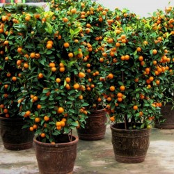 Calamondin-Orange Zwergorange Samen
