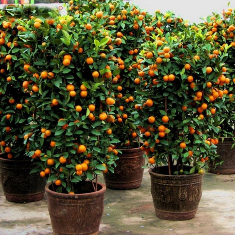 Calamondin Seeds (Citrofortunella microcarpa)