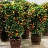 Graines de Calamondin (Citrofortunella microcarpa)