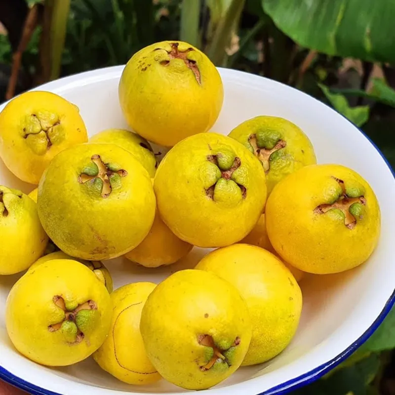 Sementes de Araçá-rosa (Psidium cattleianum)