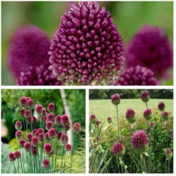 Price: €2.95 - Bulbi de usturoi cu cap rotund (Allium sphaerocephalon) - 
