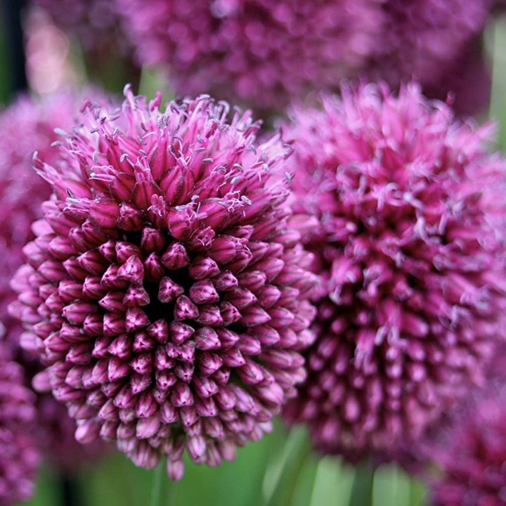 Czosnek główkowaty cebulki (Allium sphaerocephalon) - 2.655