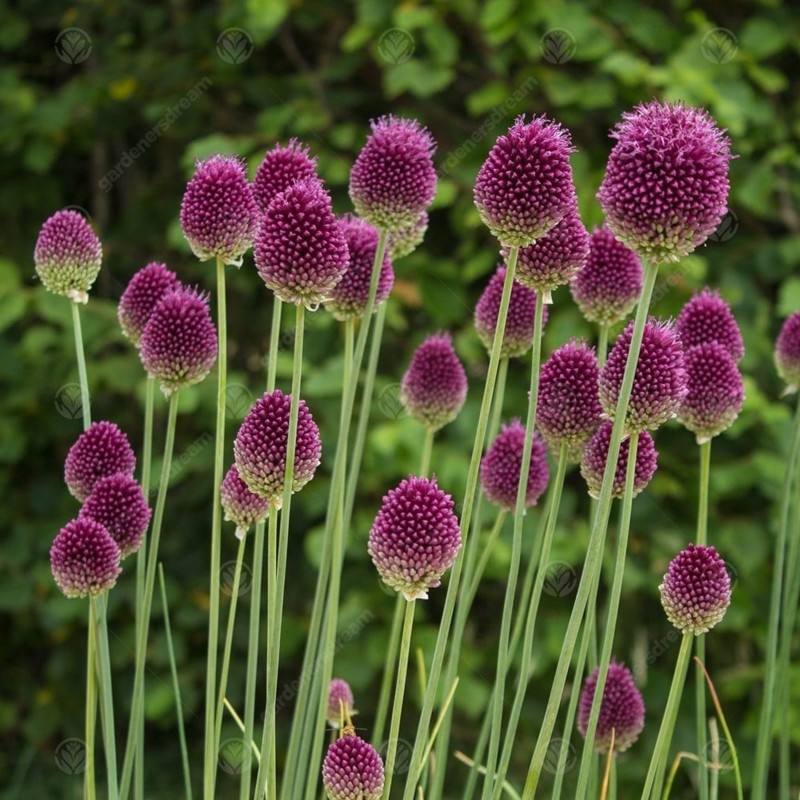 Klotlök växtlökar (Allium sphaerocephalon) | 2,95 €