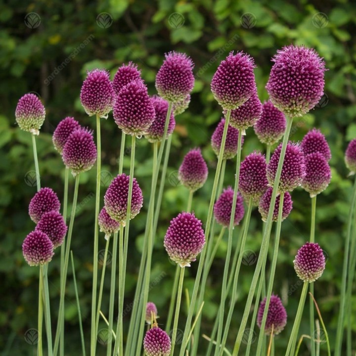 Czosnek główkowaty cebulki (Allium sphaerocephalon) - 2.655