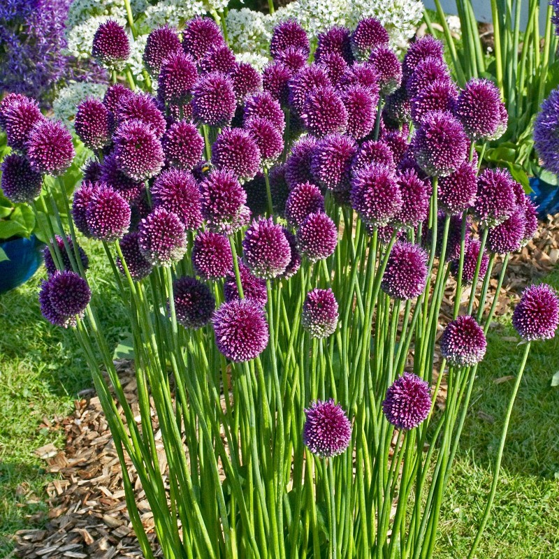 Bulbos de alho de cabeça redonda (Allium sphaerocephalon) | 2,95 €