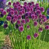 Kerek fejű fokhagymagumók (Allium sphaerocephalon) | 2,95 €