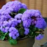 Sementes de Agerato Azul (Ageratum houstonianum)