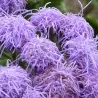 Sementes de Agerato Azul (Ageratum houstonianum)