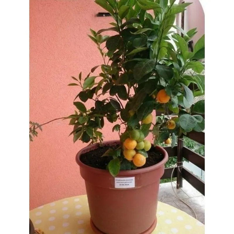 Graines de Calamondin (Citrofortunella microcarpa)