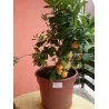Calamansi, Calamondin, Philippine lime Seeds