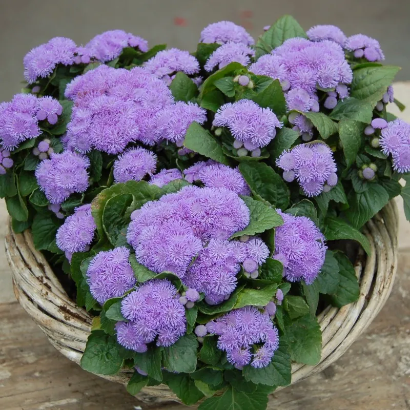 Sementes de Agerato Azul (Ageratum houstonianum)