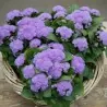 Sementes de Agerato Azul (Ageratum houstonianum)