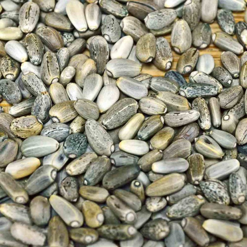 Seme articoke Green Globe