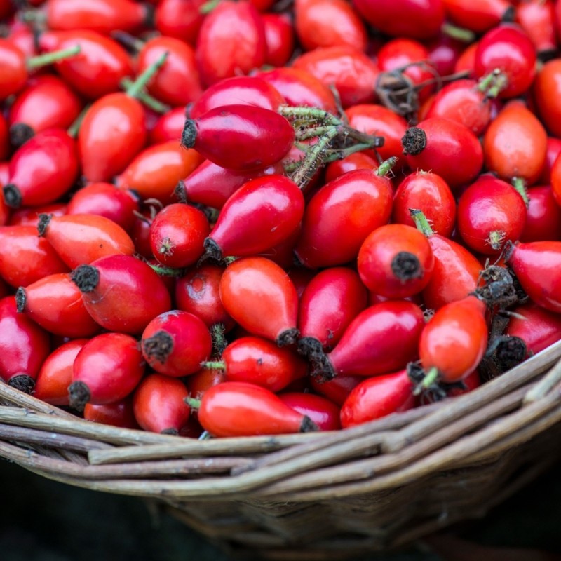 Price: €2.15 - Nypon Frön (Rosa canina) - Seeds Gallery