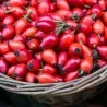 Semi di Cinorrodo (Rosa canina)