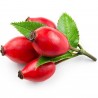 Price: €2.15 - Nypon Frön (Rosa canina) - Seeds Gallery